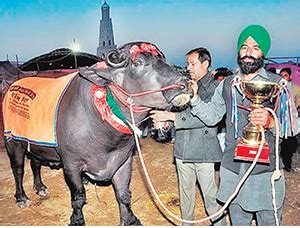 Gaay Bhens Dekho ,cows breeds , buffaloes breeds , cows and buffaloes ...