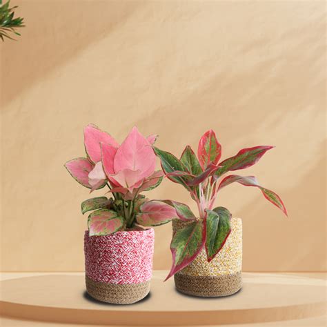 Buy (50+) Aglaonema Plants Online In India – Greenkin