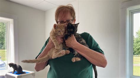 Henry County Humane Society – Geneseo Shelter Needs Help! - By Claudia ...