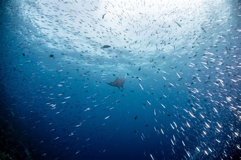 Rare deep-sea shark seen for first time in Canary Island waters