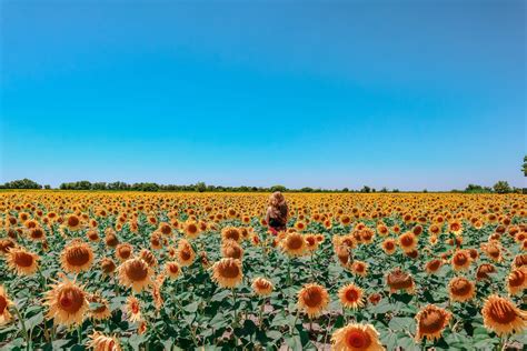 What Does Sunflower Mean In The Song at Bruce Schmidt blog
