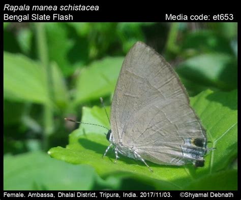 Rapala manea | Butterfly