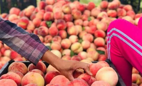 陕西礼泉1000多万斤桃子滞销：买桃的吃不起，种桃的卖不出，为啥|收购|果农|礼泉_新浪新闻