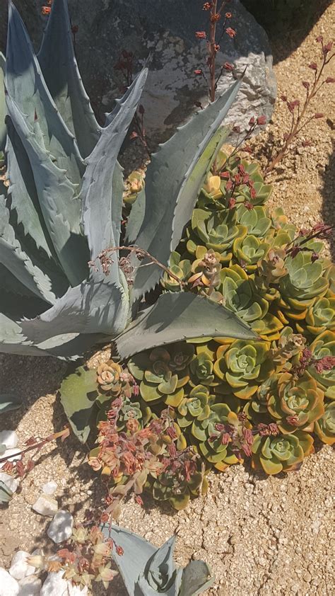 Help Id these plants please! Central California. Hardiness zone 9b : r ...