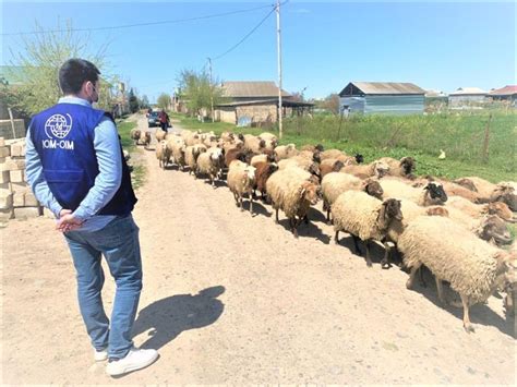 IOM Azerbaijan provided cash and in-kind reintegration assistance | IOM ...