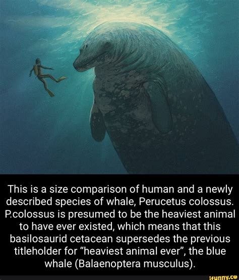 This is a size comparison of human and a newly described species of whale, Perucetus colossus. P ... - length of blue whale