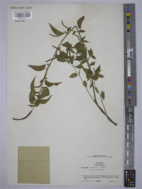 Acalypha gracilis Spreng. | Plants of the World Online | Kew Science