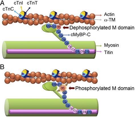 Phosphorylation and function of cardiac myosin binding protein-C in ...