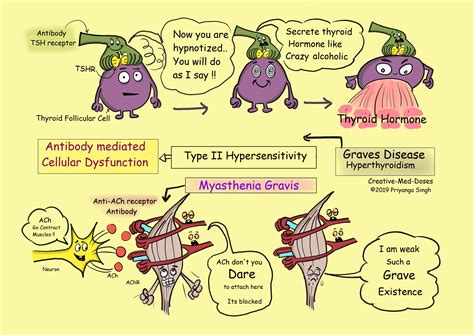 Type II Hypersensitivity-Antibody Mediated - Creative Med Doses