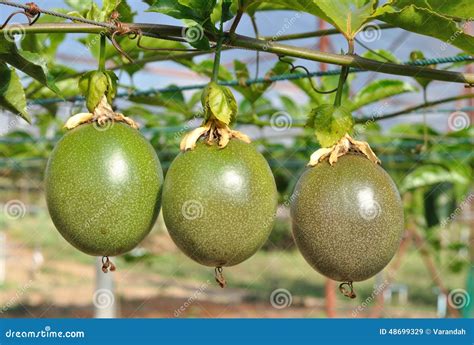 Passion fruit on the vine stock image. Image of organic - 48699329