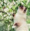 Image result for Beautiful Spring Baby Animals Wallpaper