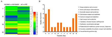 iTRAQ-Based Analysis of Proteins Co-Regulated by Brassinosteroids and ...
