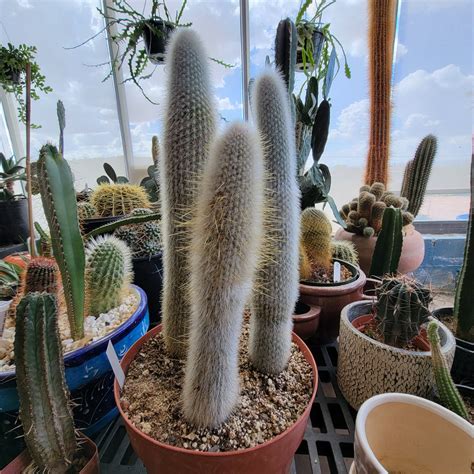 Old Man Cactus (Cephalocereus senilis) - McCumber Fine Gardens