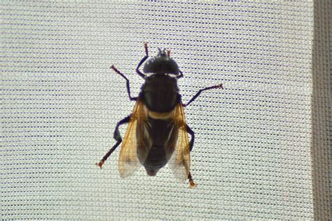 Image result for Bot Fly Insect