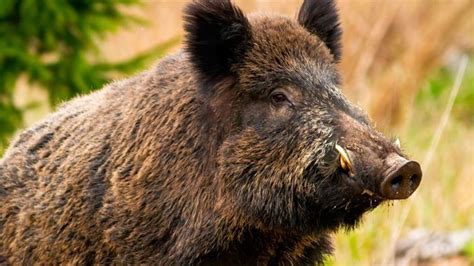 African Swine fever claims wild boars in Mizoram's Kolasib district