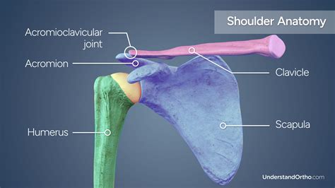 Distal Clavicle Resection - UnderstandOrtho™