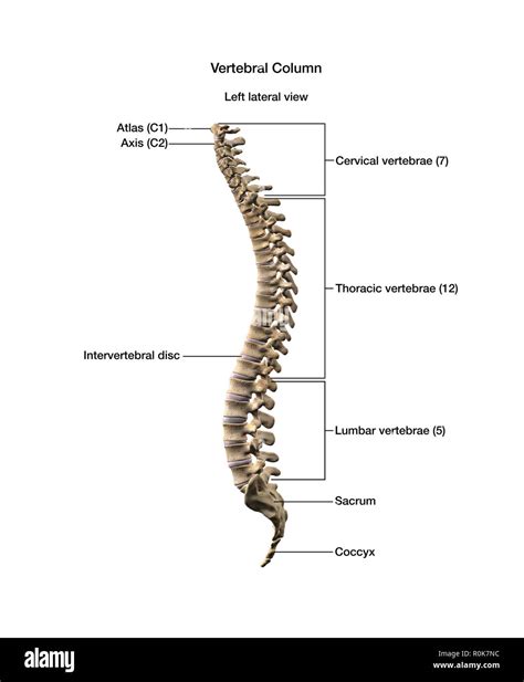 Vertebrate Human Diagrams