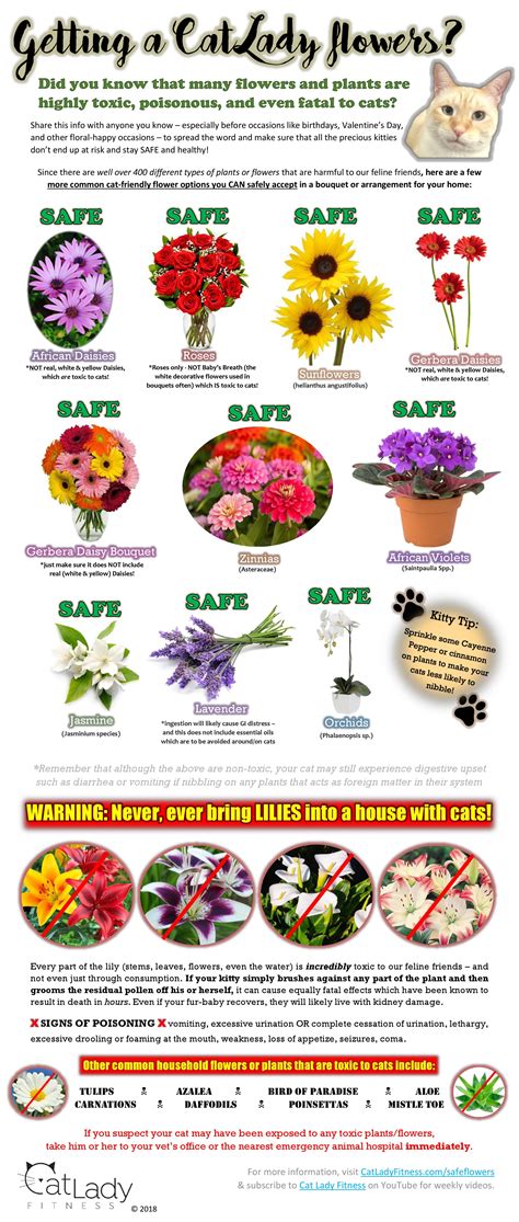 Are Dried Flowers Safe For Cats at Gina Gillman blog