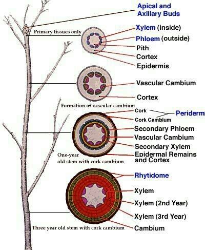 the vascular bundle with protoxylem facing centre of the stem is ...