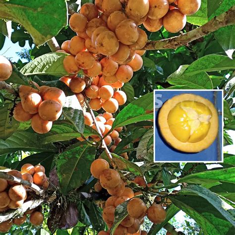 Kapul Fruit Live Plant (Baccaurea dulcis) – veliyathgardens