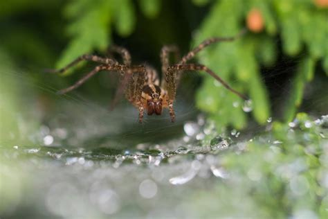 What Does A Grass Spider Bite Look Like | Storables