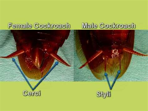 How to Dissect a Cockroach 的图像结果