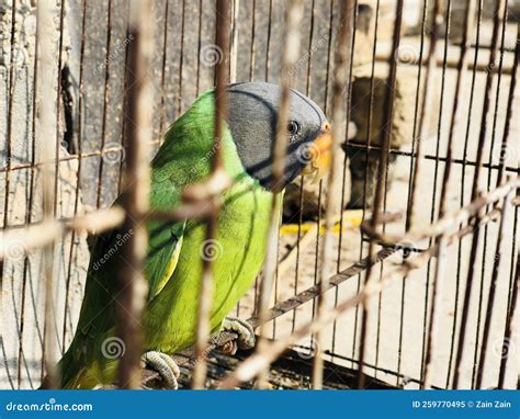Plum-headed Parakeet in the Cage, One Beautiful Green Color Parrot with a Black Head and Orange ...