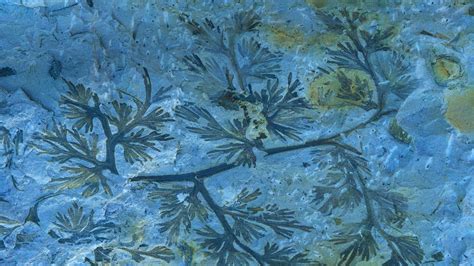 Bing Wallpaper Art 的图像结果