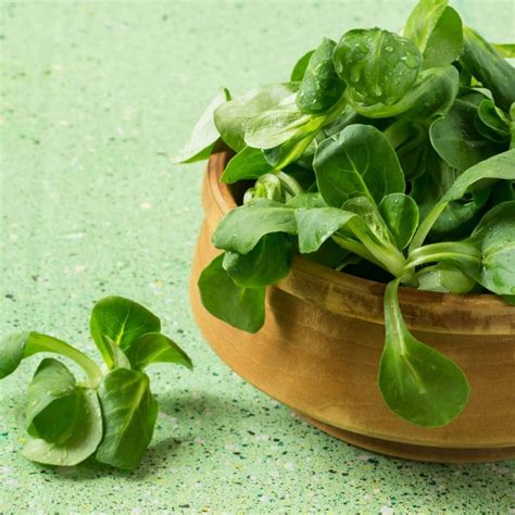 Corn Salad seeds | The Seed Collection