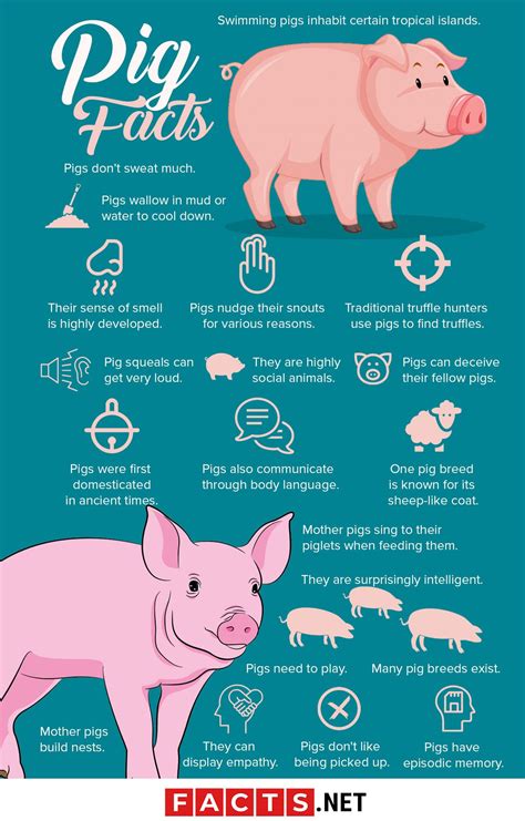 Facts About Pigs