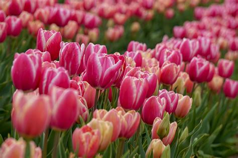 4 Terrific Texas Tulip Farms + Fields (Pick Your Own!)