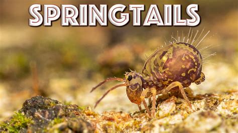 Image result for Do Springtail Hop