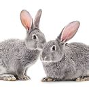 Discounted Pet Products | Jaws n Paws