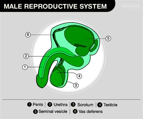 Reproductive System for Men 的图像结果