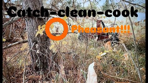 Hunting Catch Clean and Cook 的图像结果