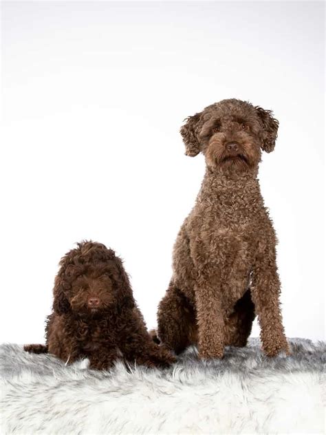 Image result for Cockapoo vs Labradoodle