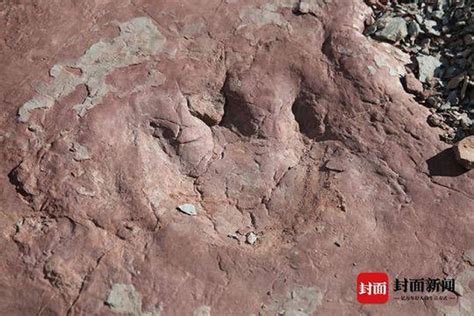 凉山州昭觉县再次发现大规模恐龙足迹化石群 - 国内资讯 - 化石网