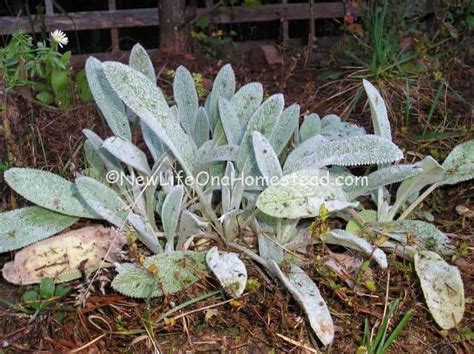How To Grow and Use Wooly Lamb's Ear