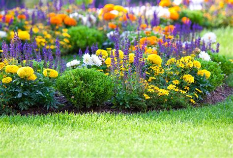 9 Low-Growing Perennials For Garden Borders