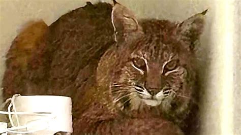 Bobcat in Colorado home ignores deputies attempting to get it out