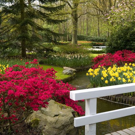 When Do Azaleas Bloom? See Popular Varieties for 4 Seasons - GardensAll