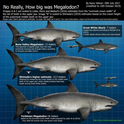 Great White Megalodon Size Comparison