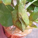 Root Bridges Indoor Green Money Plant (Pot included) : Amazon.in ...