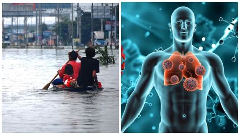 बाढ़ में कौन सी बीमारी होती है? जानिए लेप्टोस्पायरोसिस को कैसे रोकें ...