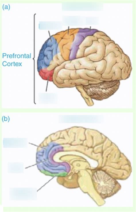 Image result for Different Types of Prefrontal Cortex