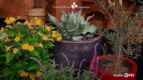 The Natural Gardener Survivor Plants | Central Texas Gardener