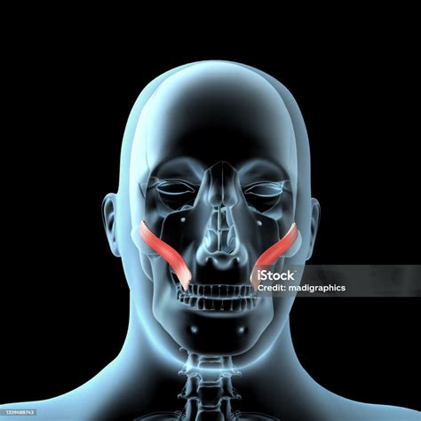 3d Illustration Of The Zygomatic Major Muscles Anatomical Position On ...