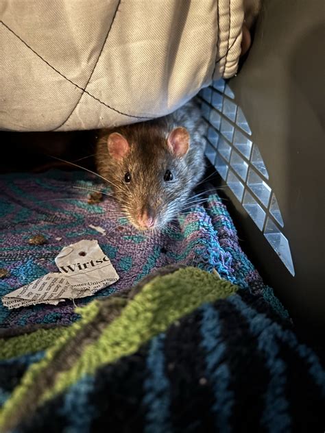 Notfellchen - Farbratten aus dem Tierschutz adoptieren