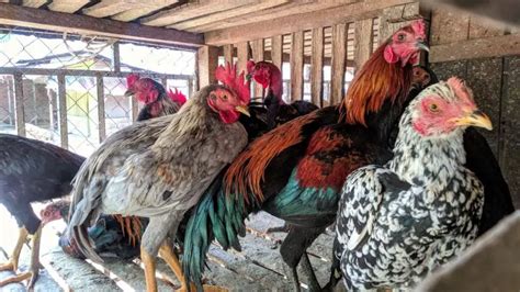 Image result for Different Types of Chicken Poop