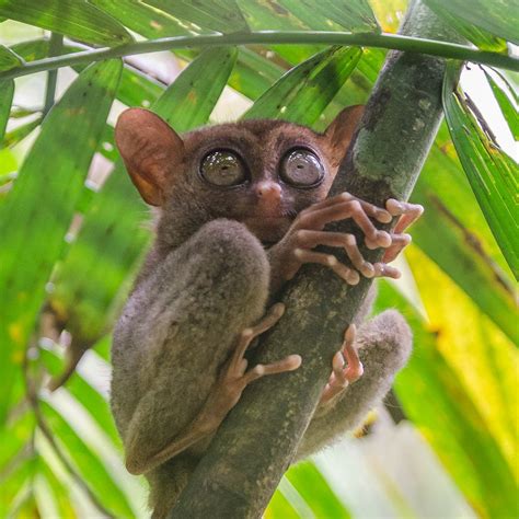 BOHOL TARSIER CONSERVATION AREA - All You Need to Know BEFORE You Go ...